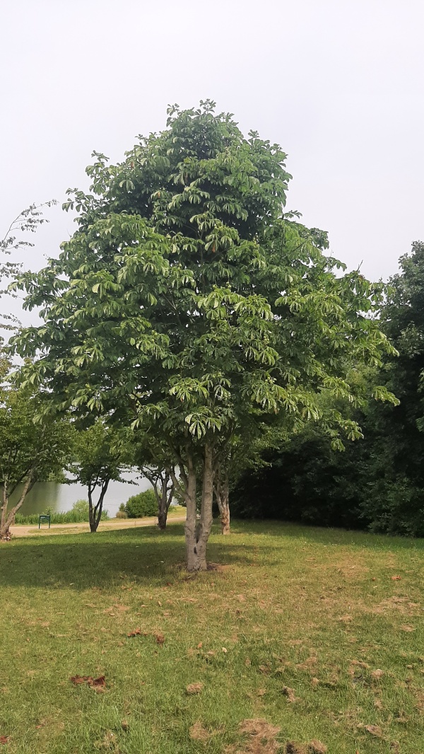 photo de l'arbre