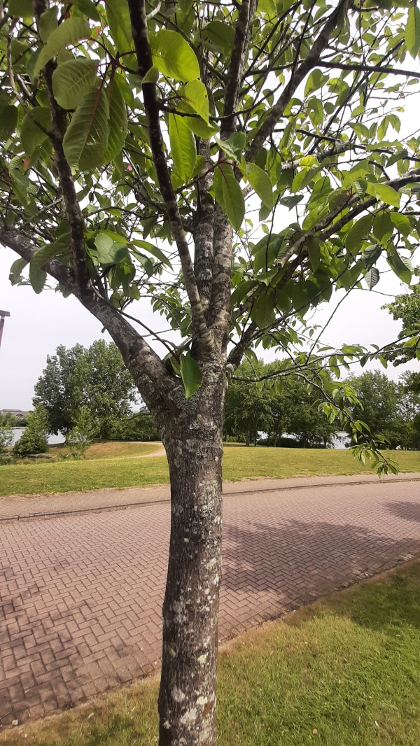 photo de l'arbre