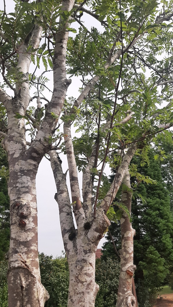 photo de l'arbre