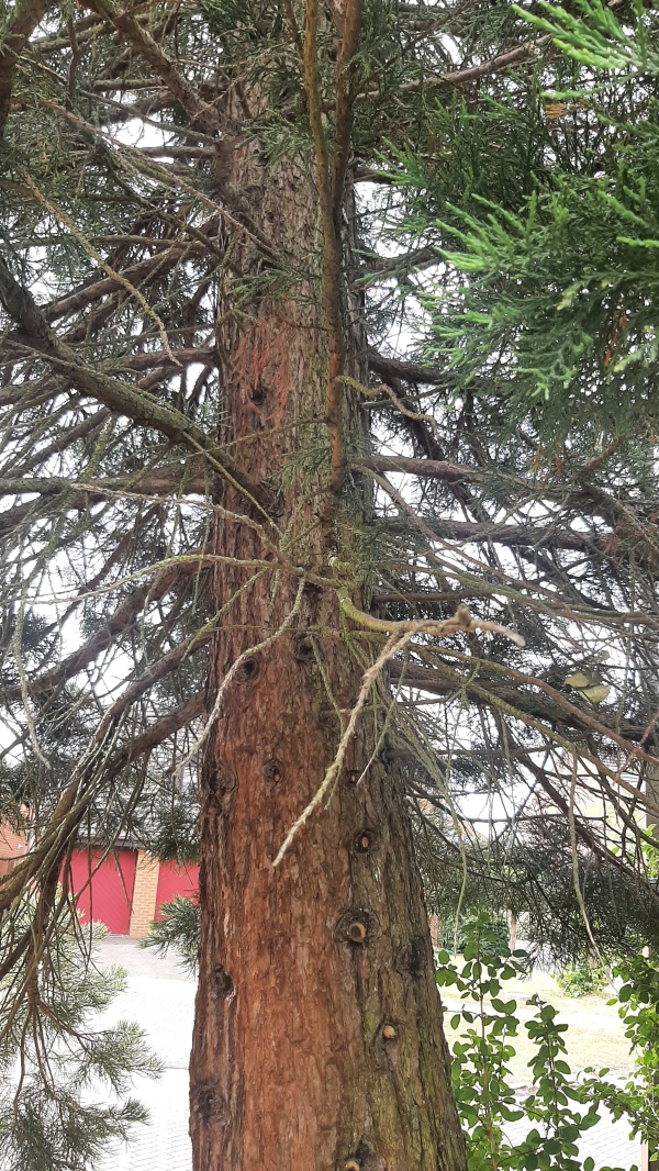 photo de l'arbre