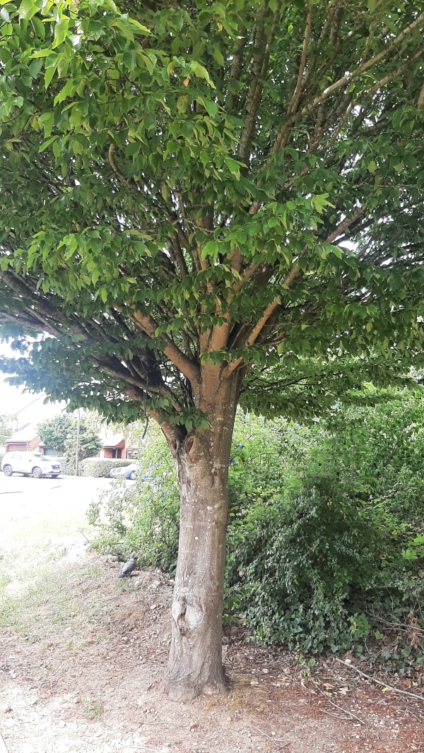 photo de l'arbre