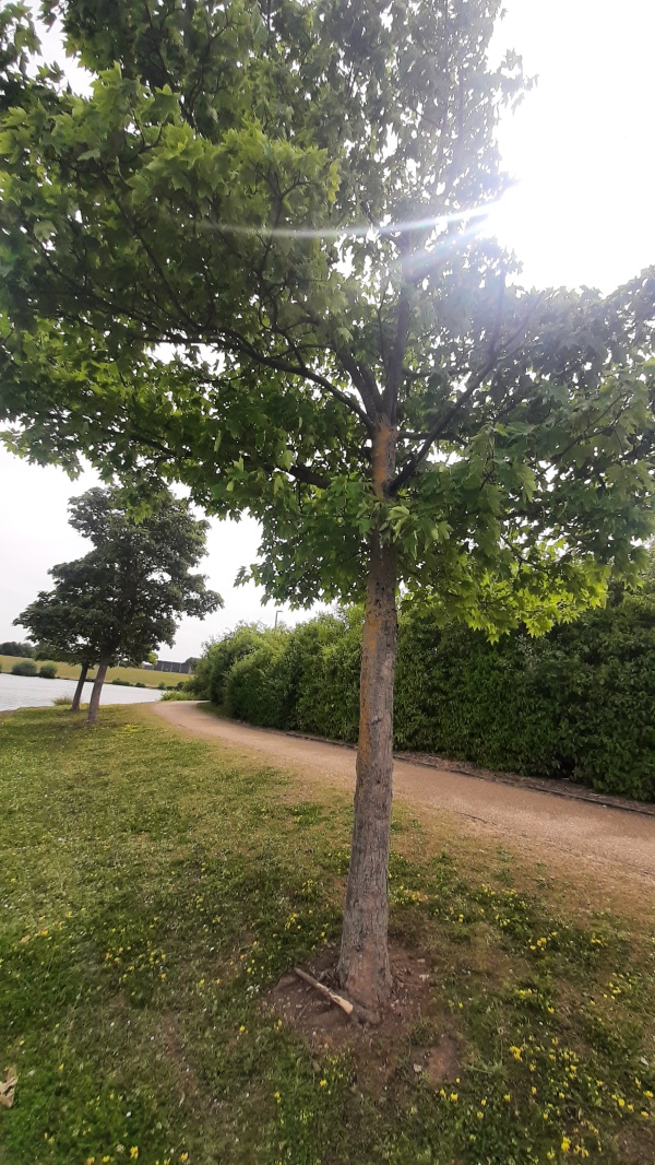 photo de l'arbre