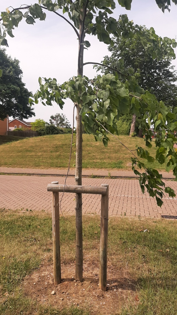 photo de l'arbre