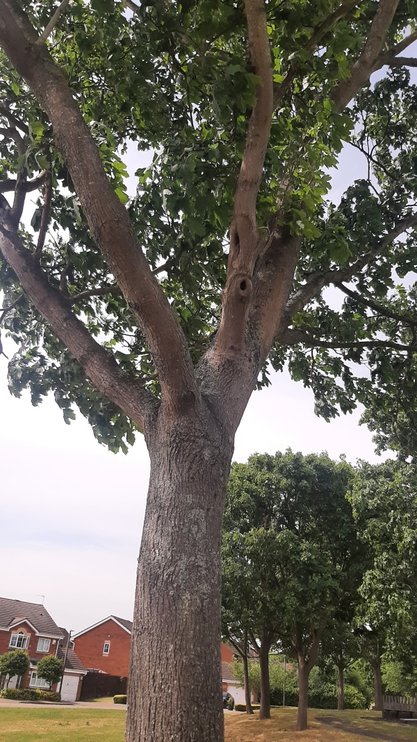 photo de l'arbre