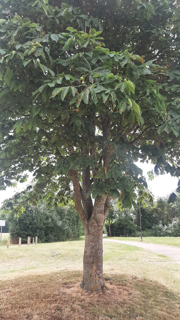 photo de l'arbre