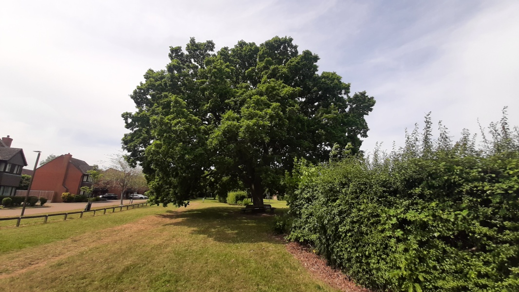 photo de l'arbre