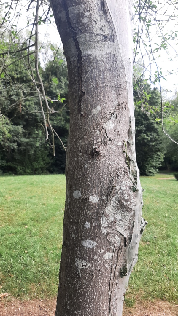 photo de l'arbre