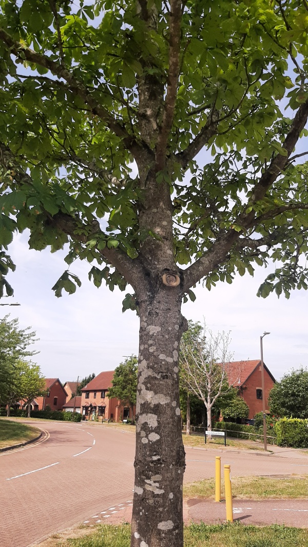 photo de l'arbre