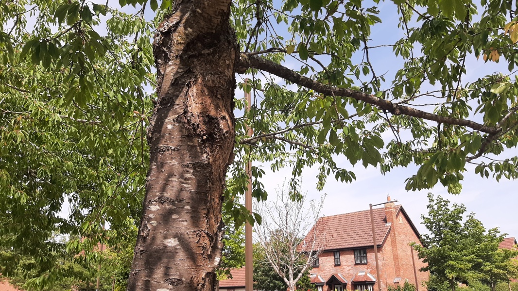 photo de l'arbre