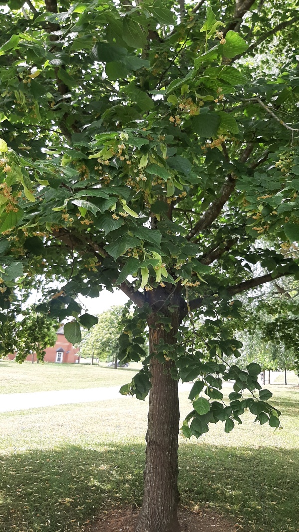 photo de l'arbre