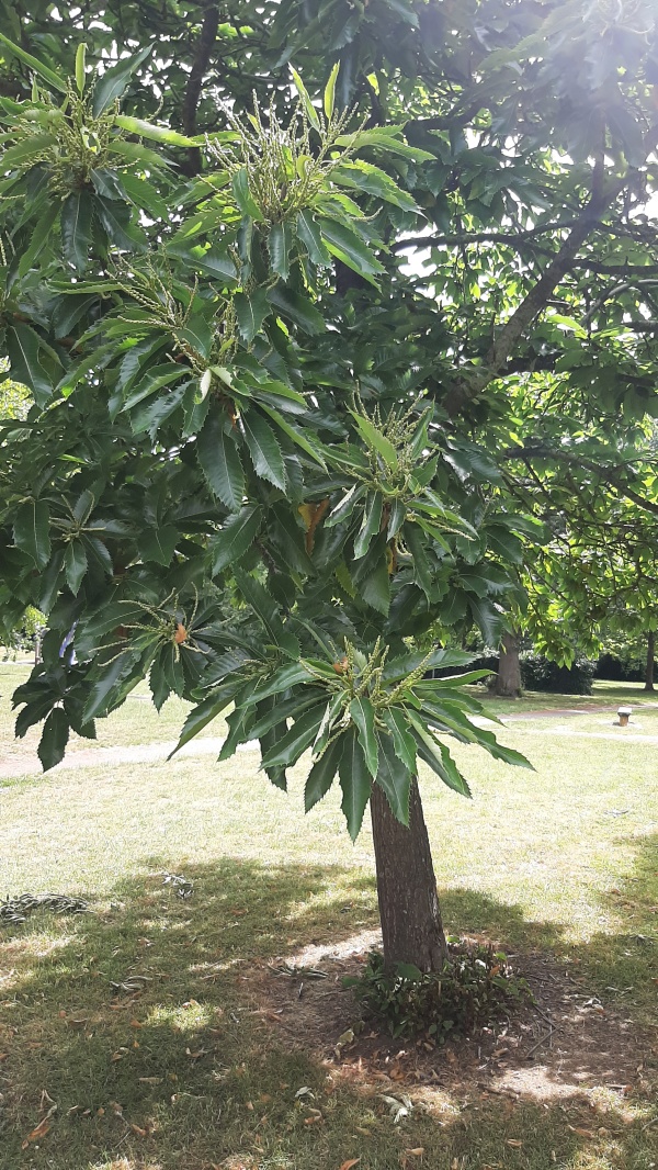 photo de l'arbre