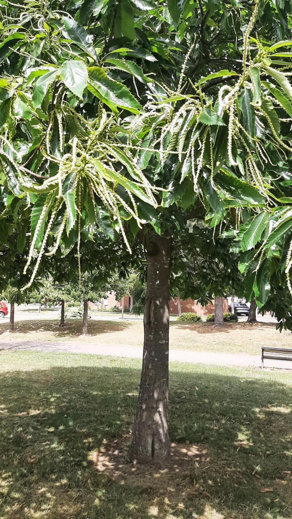 photo de l'arbre