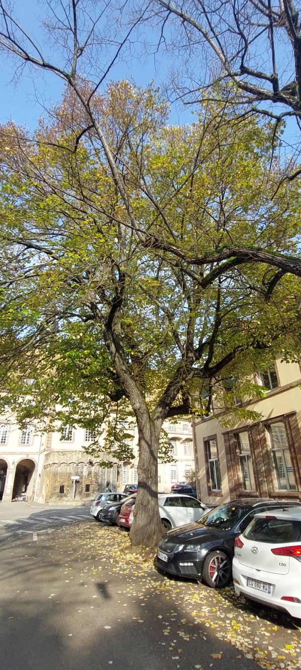 photo de l'arbre