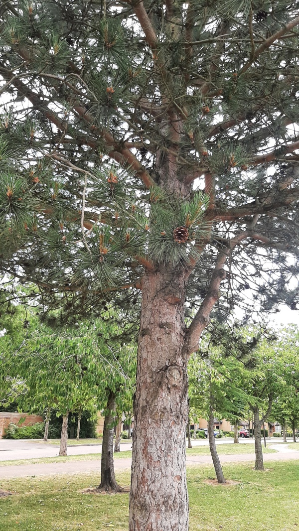 photo de l'arbre