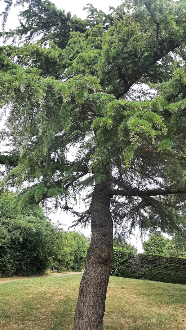 photo de l'arbre