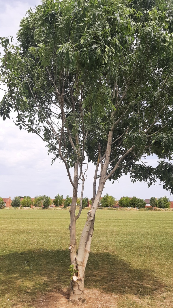 photo de l'arbre