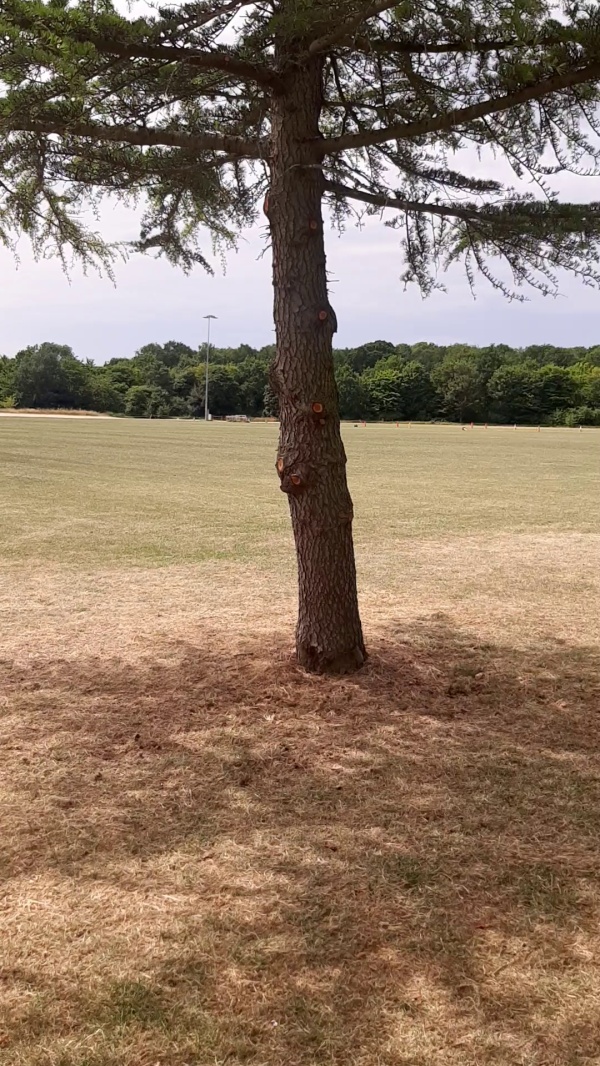 photo de l'arbre