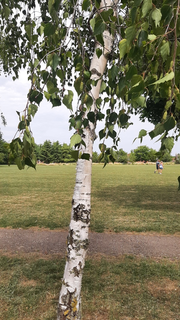 photo de l'arbre