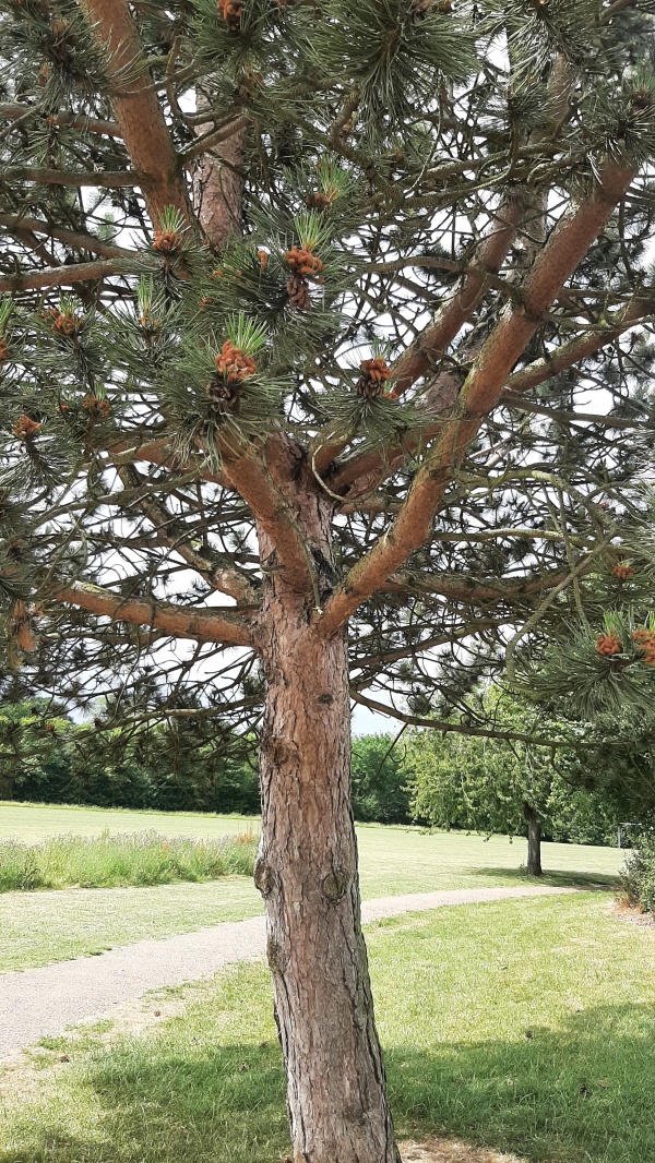 photo de l'arbre