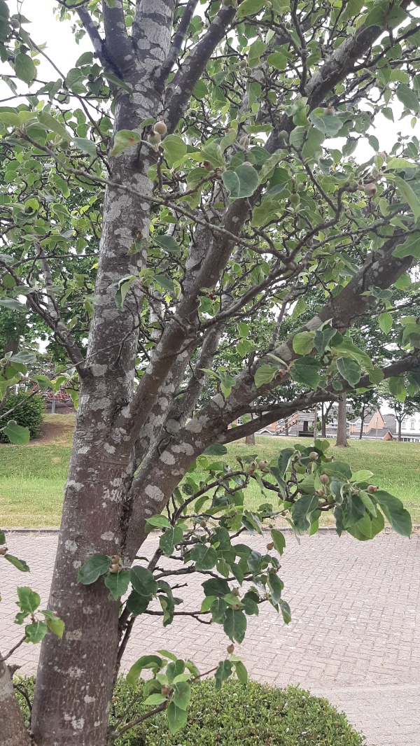 photo de l'arbre