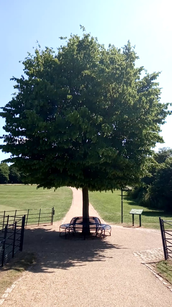 photo de l'arbre