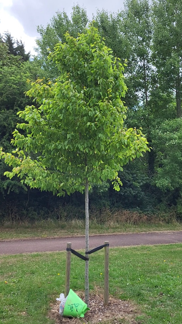 photo de l'arbre