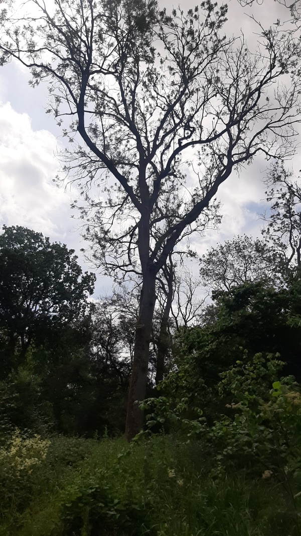 photo de l'arbre