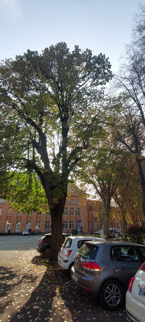 photo de l'arbre