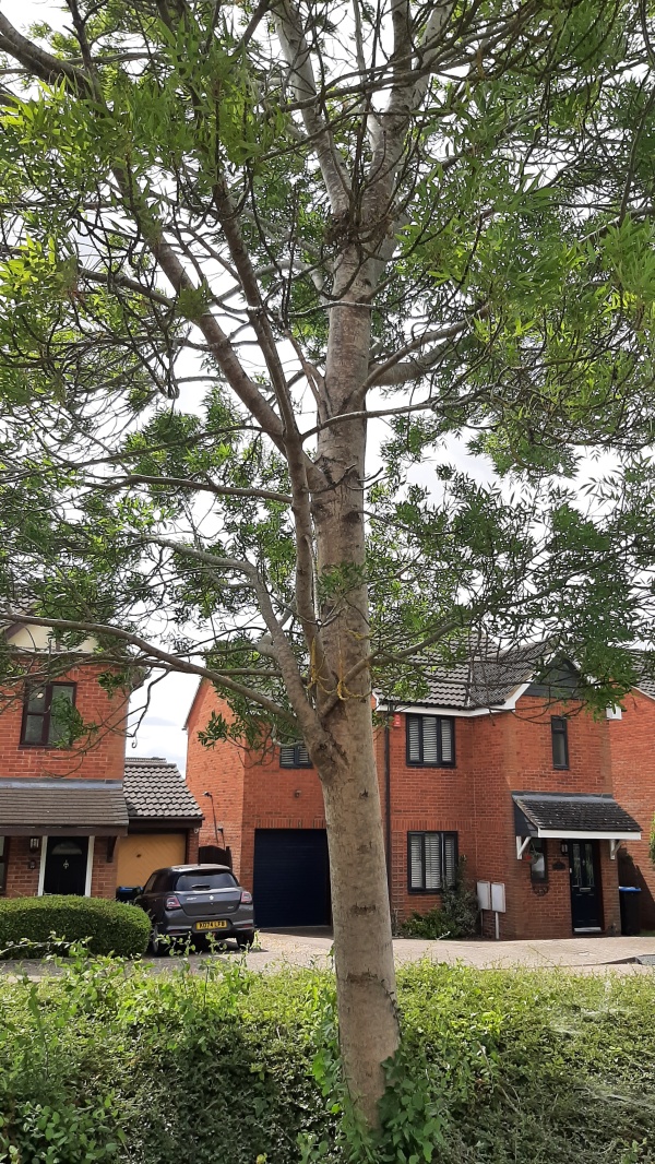 photo de l'arbre