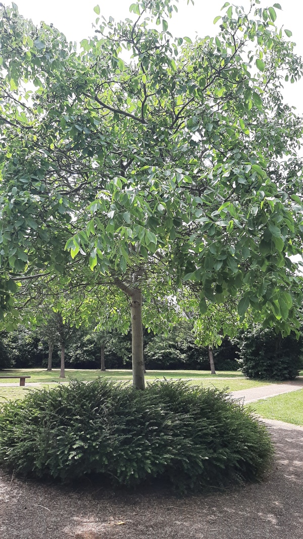 photo de l'arbre