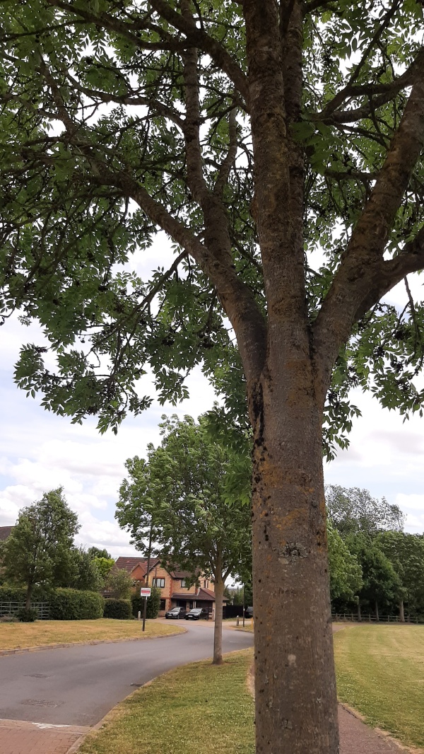 photo de l'arbre