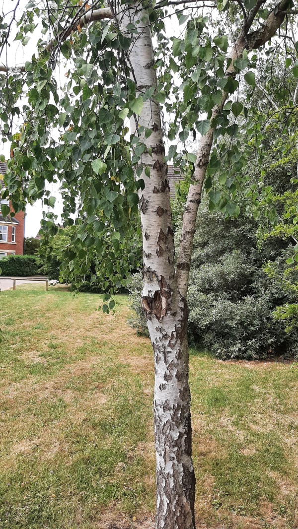 photo de l'arbre