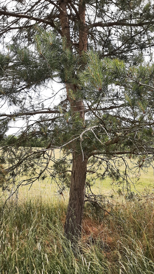 photo de l'arbre