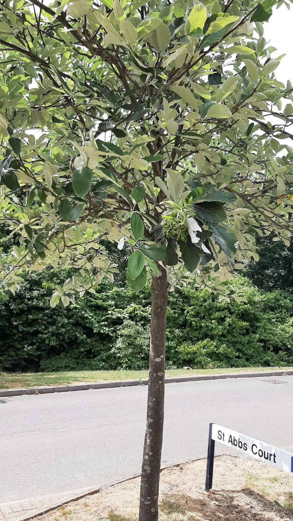 photo de l'arbre