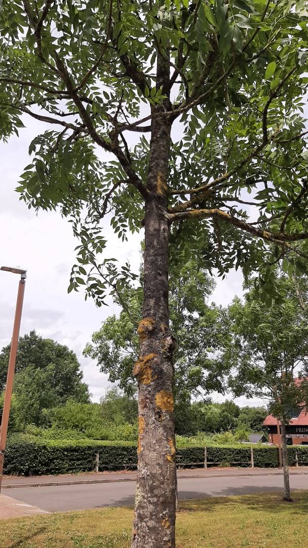 photo de l'arbre
