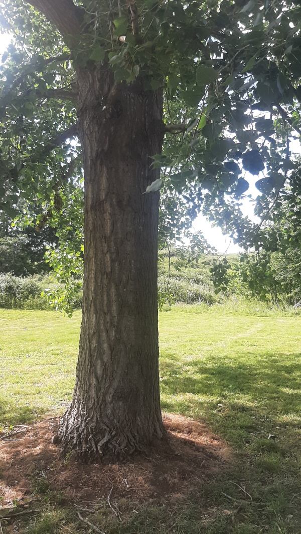 photo de l'arbre