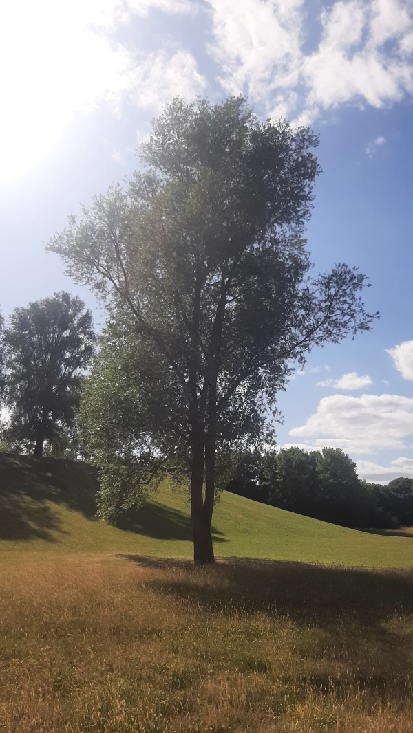 photo de l'arbre