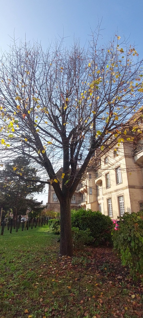 photo de l'arbre