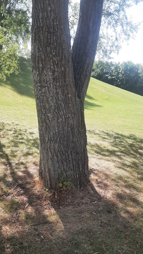 photo de l'arbre