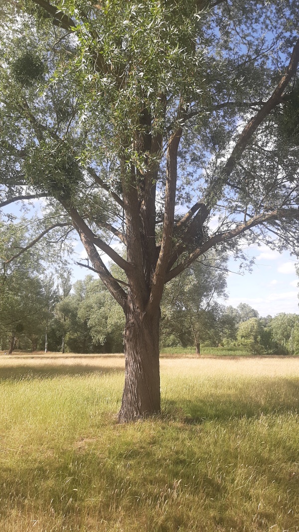 photo de l'arbre