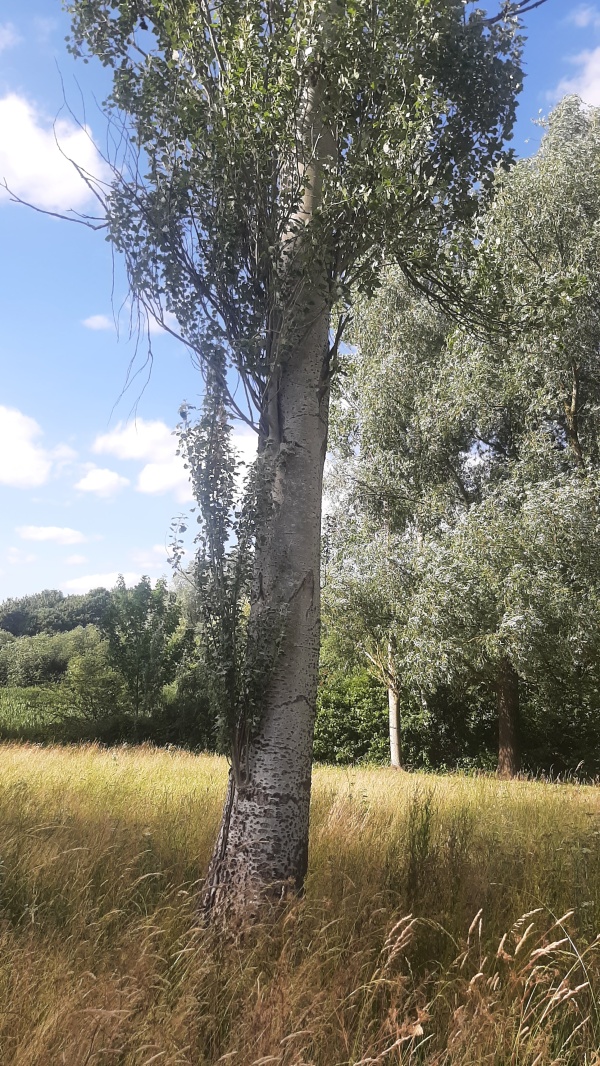 photo de l'arbre