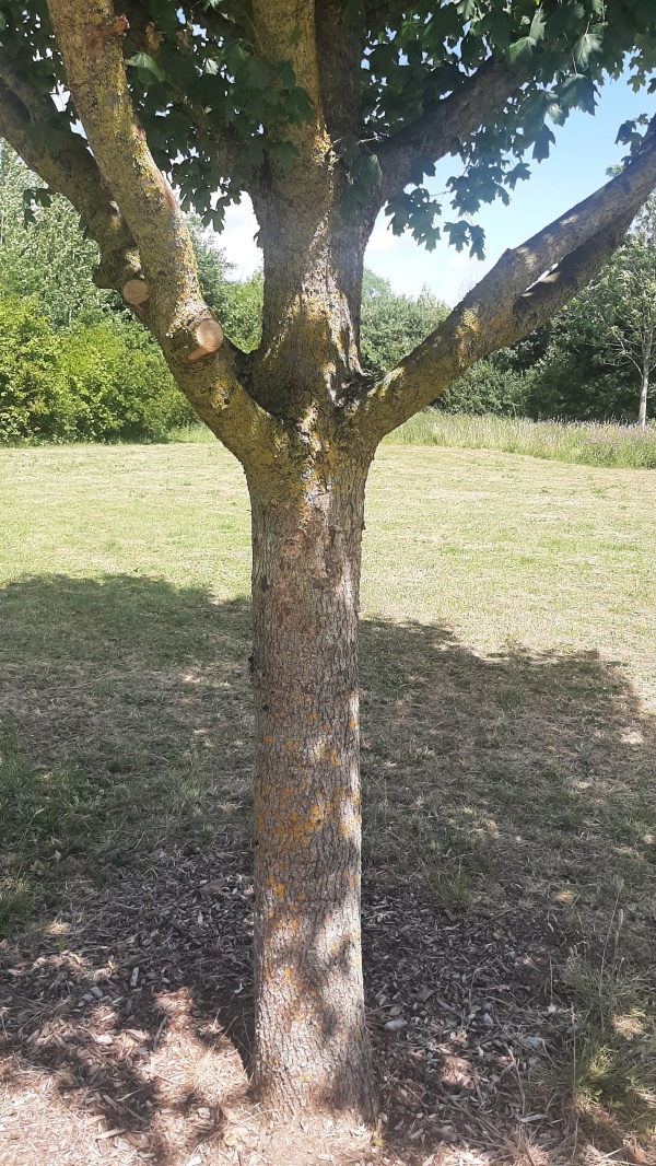 photo de l'arbre