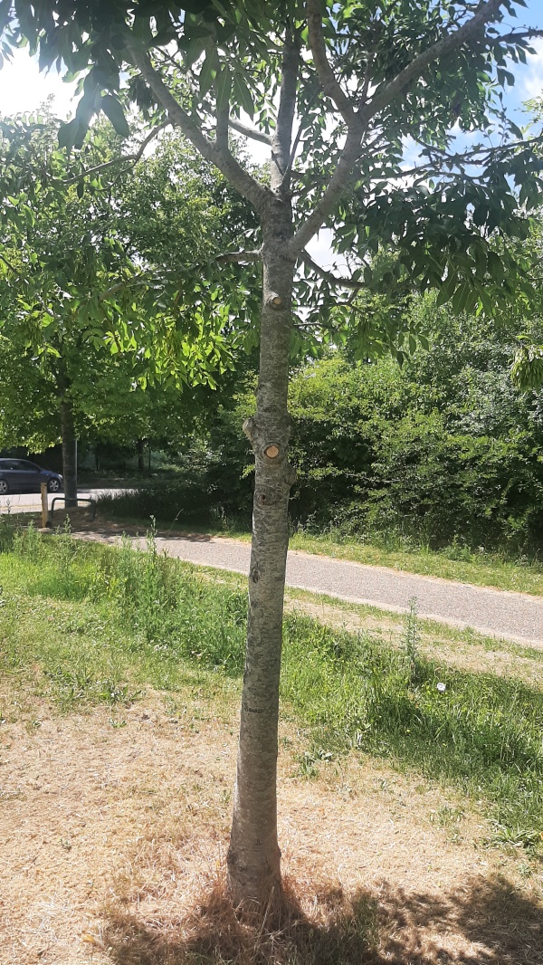 photo contribution