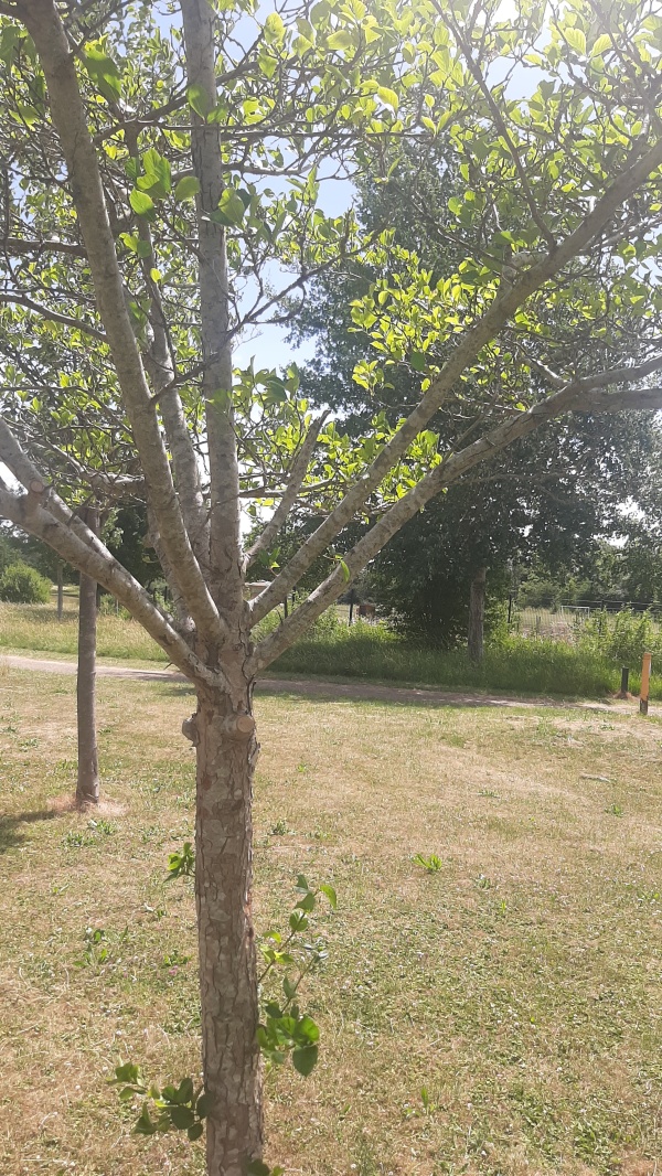 photo de l'arbre