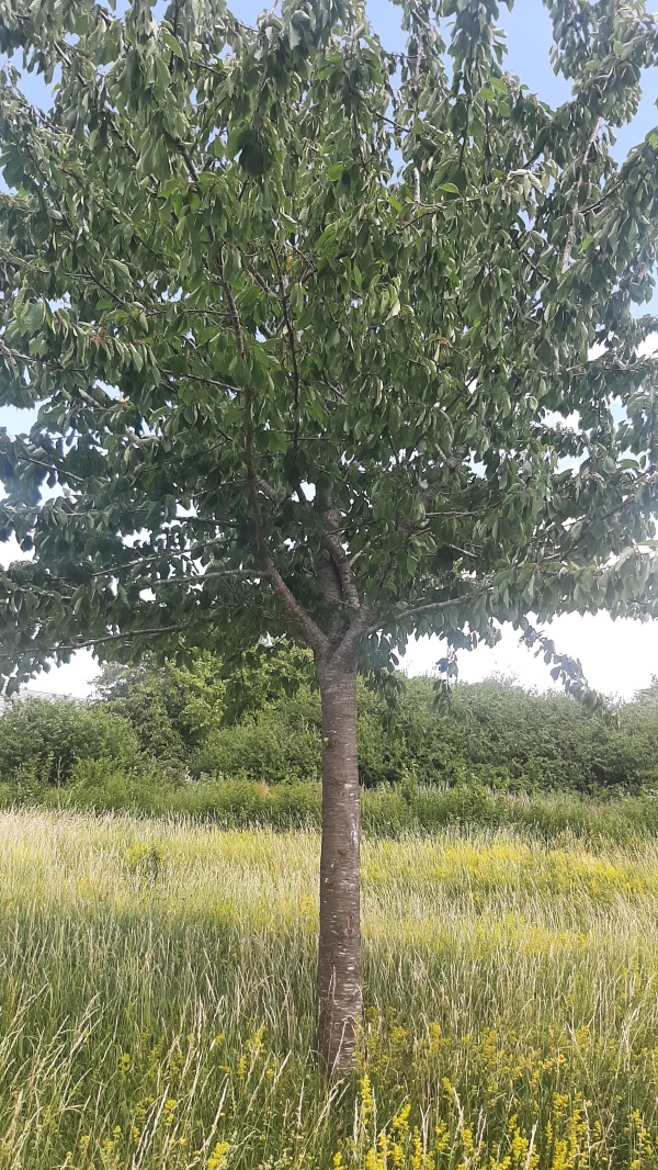 photo de l'arbre