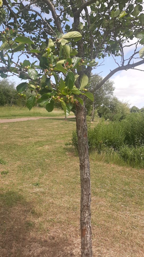 photo de l'arbre