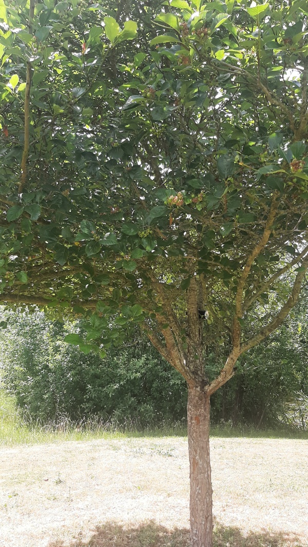photo de l'arbre