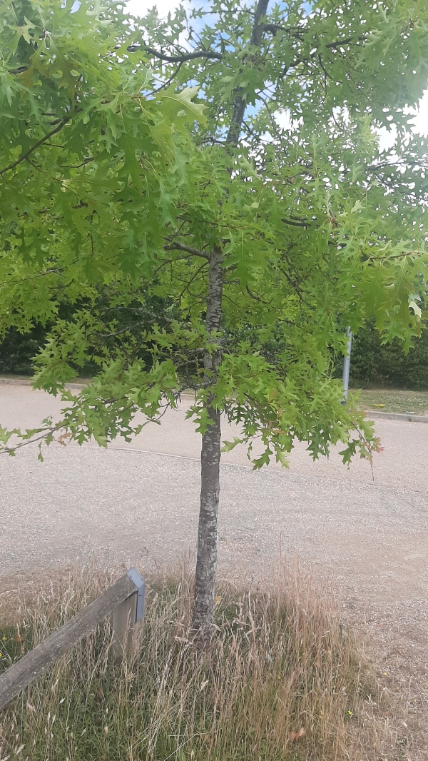 photo de l'arbre