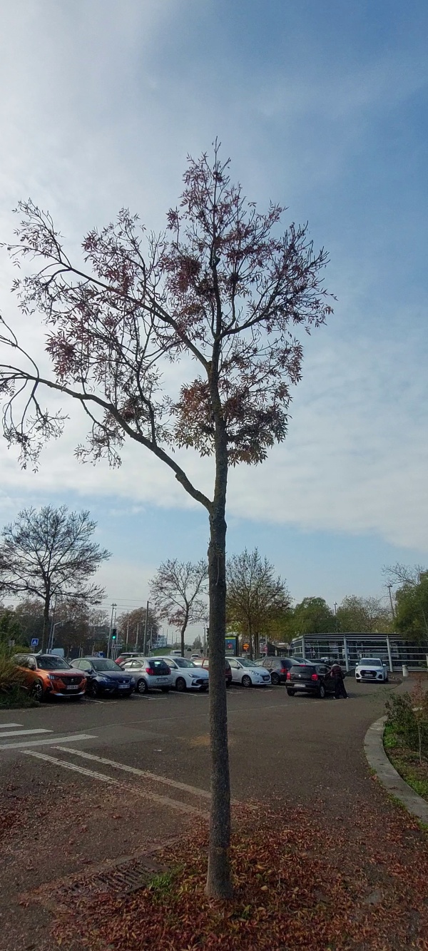 photo de l'arbre