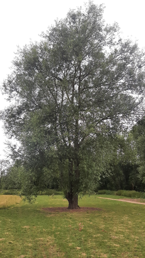 photo de l'arbre